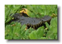 crocodilians 0017